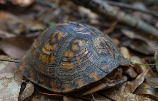 Eastern Box Turtle - Terrapene carolina carolina - 05.27.2012 - 10.54.43