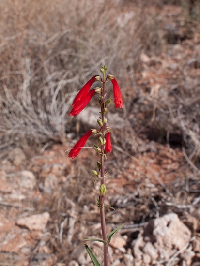 Eaton's Firecracker - Penstemon eatonii - 05.03.2012 - 17.57.35