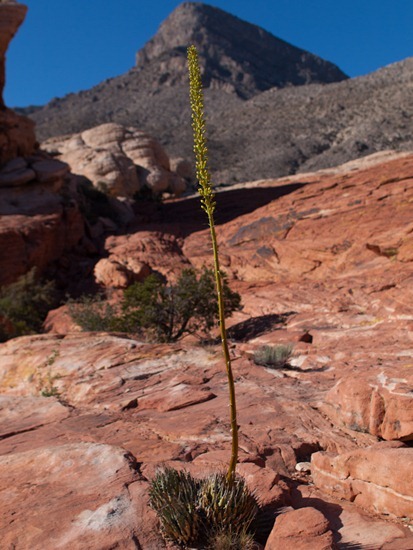 Yucca schidigera - Mojave yucca - 05.03.2012 - 20.11.08