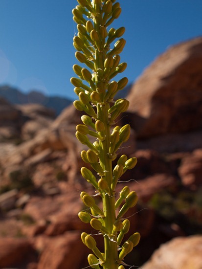 Yucca schidigera - Mojave yucca - 05.03.2012 - 20.11.24