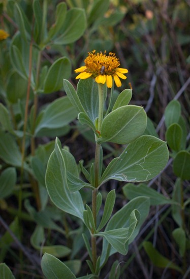 Bushy seaside tansy - Sea oxeye - Borrichia frutescens - 06.02.2012 - 18.40.19