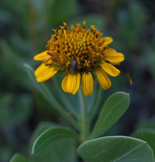Bushy seaside tansy - Sea oxeye - Borrichia frutescens - 06.02.2012 - 18.40.42