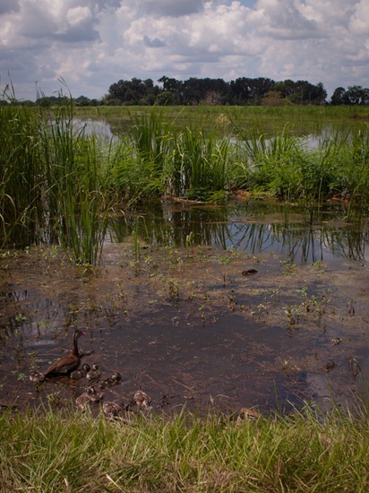 Savannah NWR - Black-Bellied Whistling Duck - 20120901 - 3-2