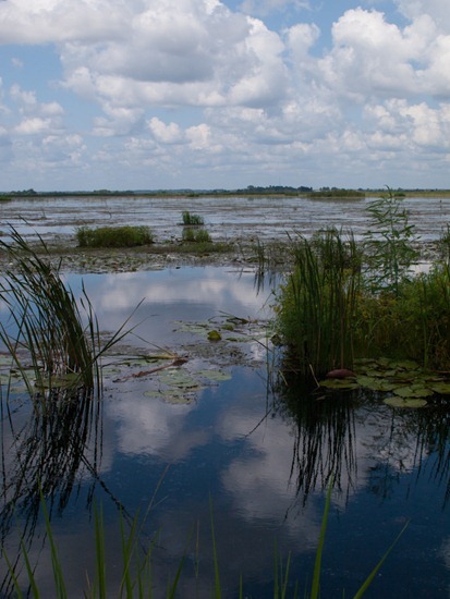 Savannah NWR - Purple Galinuel - 20120901 - 2-2
