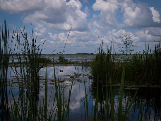 Savannah NWR - Purple Galinuel - 20120901 - 4-2