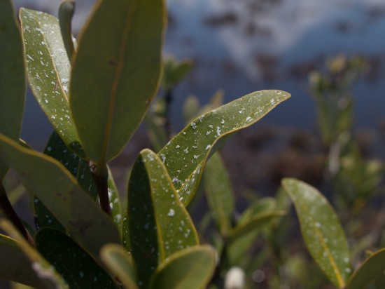 Salt accumulates on leaf surfaces as it's excreted from glands within the leaves.