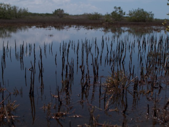 Pneumatophores arising from the roots of the black mangroves allow the roots to survive in the low-oxygen sediments commonly occurring in salty, wet environments.