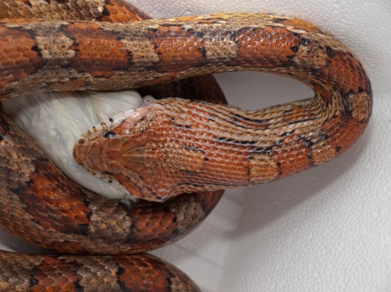 Corn snakes and Boa constrictor feeding - 02.18.2010 - 19.11.25