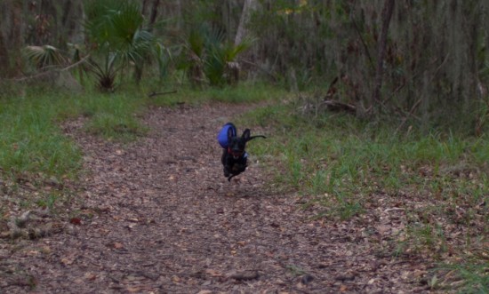 Skidaway Island State Park with Amos - 10.27.2012 - 12.02.26-3