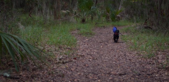 Skidaway Island State Park with Amos - 10.27.2012 - 12.02.26