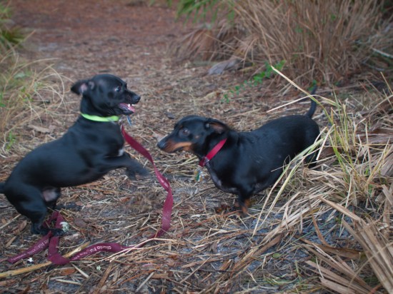 Skidaway with Amos and Eva - 20130111 - 11
