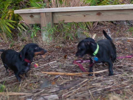 Skidaway with Amos and Eva - 20130111 - 18