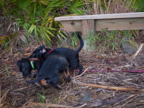 Skidaway with Amos and Eva - 20130111 - 20