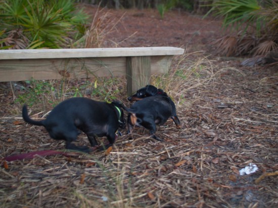 Skidaway with Amos and Eva - 20130111 - 23