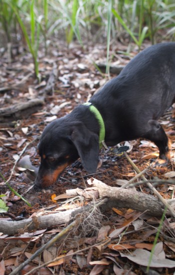 Amos and Eva Sniffing in Savannah - 20130421 - 14