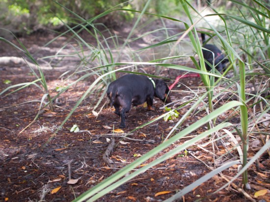 Amos and Eva Sniffing in Savannah - 20130421 - 15