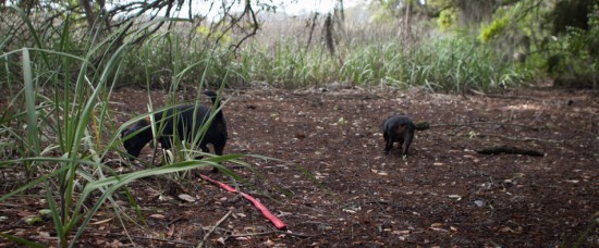 Amos and Eva Sniffing in Savannah - 20130421 - 18