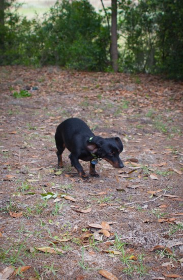 Amos and Eva Sniffing in Savannah - 20130421 - 2