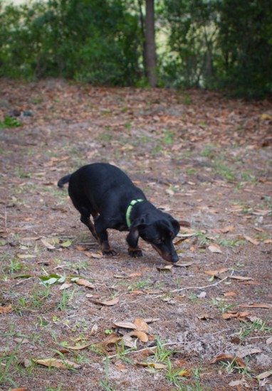 Amos and Eva Sniffing in Savannah - 20130421 - 3