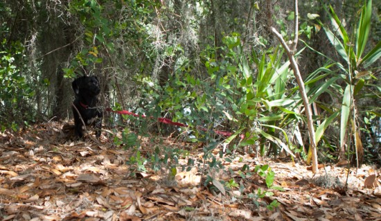 Amos and Eva Sniffing in Savannah - 20130421 - 6