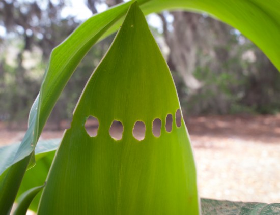 Someone is eating my Canna