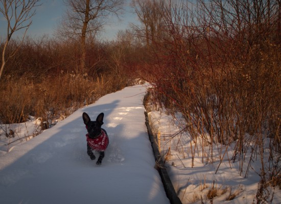 Herrick Fen with Amos and Eva - 20121223 - 10