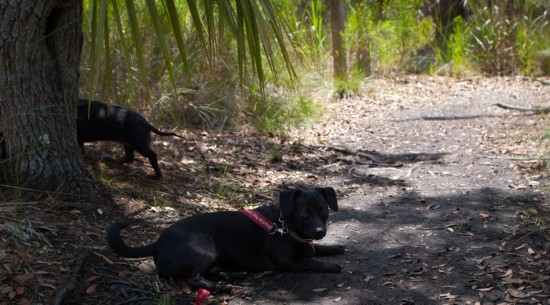 Skidaway Island State Park with Amos and Eva - 05.12.2013 - 09.47.17