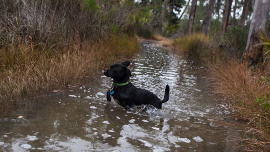 Skidaway Island with Amos - Flooded - 20121213 - 12