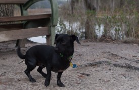 Skidaway Island with Amos - Flooded - 20121213 - 13