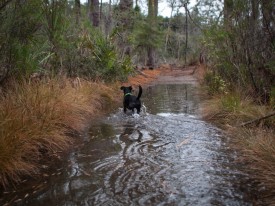Skidaway Island with Amos - Flooded - 20121213 - 5