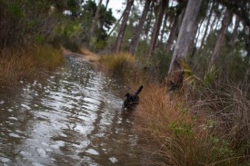 Skidaway Island with Amos - Flooded - 20121213 - 9