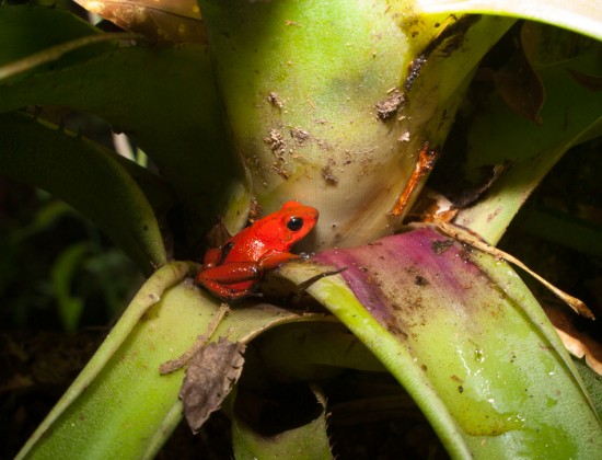 Blue-jeans frog - Oophaga pumilio with tadpole - 20130618 - 1
