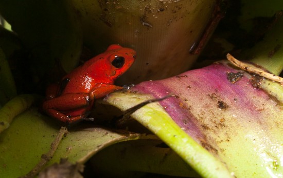 Blue-jeans frog - Oophaga pumilio with tadpole - 20130618 - 2