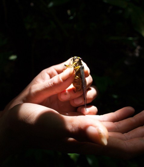 Cicada - 20130617 - 1