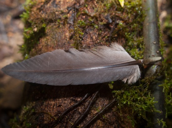 Great Tinamou Feather - Tinamus major - 20130621 - 1
