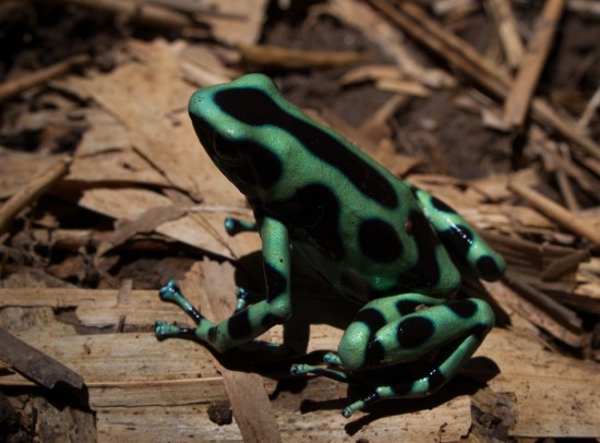 Green and Black Poisoin-dart Frog - Dendrobates auratus - 20130617 - 3