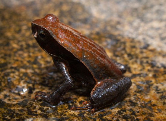 Leaf-litter Toad - Rhaebo (Bufo) haematiticus - 20130618 - 2