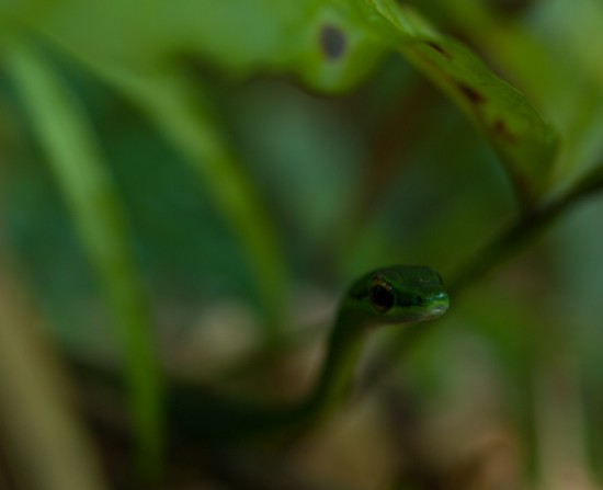 Satiny Parrot Snake - Leptophis sp. (ahaetulla or depressirotris) - 20130617 - 3