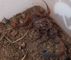 Scorpion - Centruroides sp. - 20130619 - 4