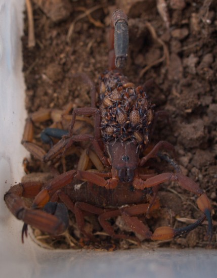 Scorpion - Centruroides sp. - 20130619 - 7