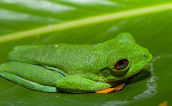 Agalychnis callidryas