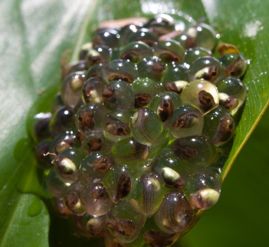 Agalychnis callidryas eggs