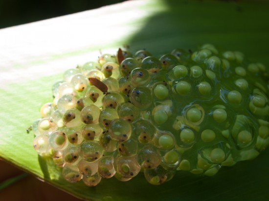 Two separately laid batches of eggs sit side by side. There are ants preying on the more developed eggs.
