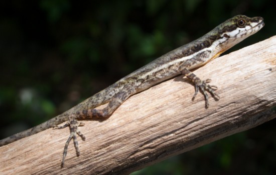 Stream anole - Norops oxylophus - 20130618 - 6
