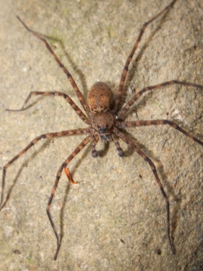 Unknown Spider - 20130618 - 14