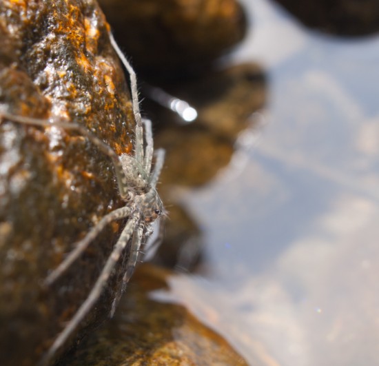 Unknown Spider - 20130618 - 5