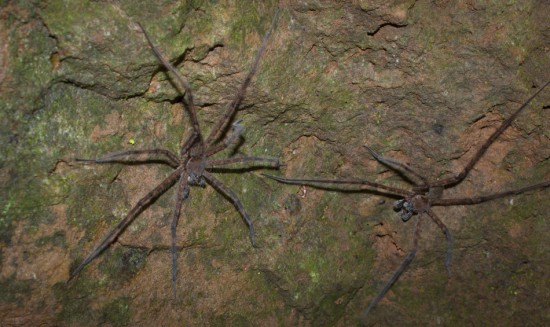 Unknown Spider - 20130618 - 8