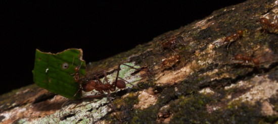 Atta leaf-cutter ants - 20130714 - 2