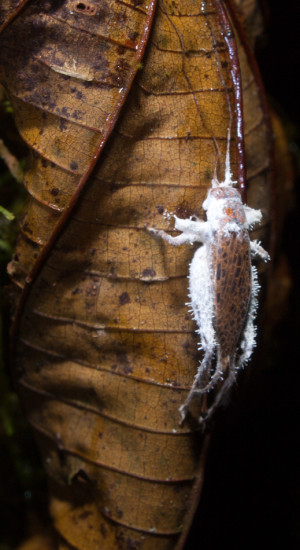 Orthoptera cordyceps fungus - 20130714 - 2