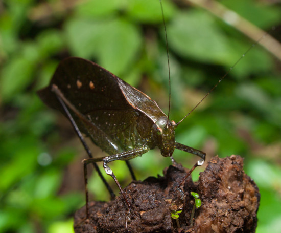 Tettigonidae katydids - 20130705 - 3